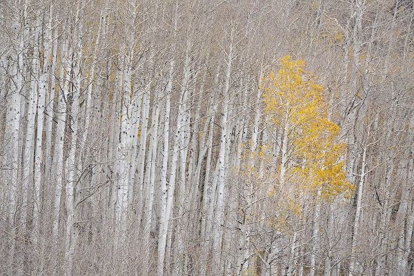 Jaynes Gallery 아티스트의 USA-Colorado-Uncompahgre National Forest Autumn-colored aspens작품입니다.